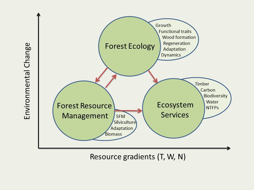 research paper on forest ecosystem